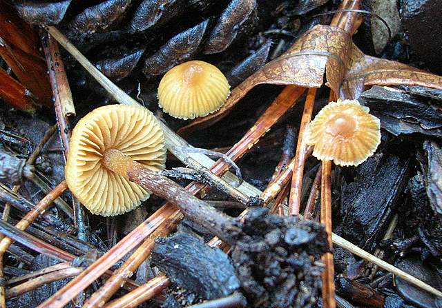 Galerina badipes         (Fr.)           Kuhner